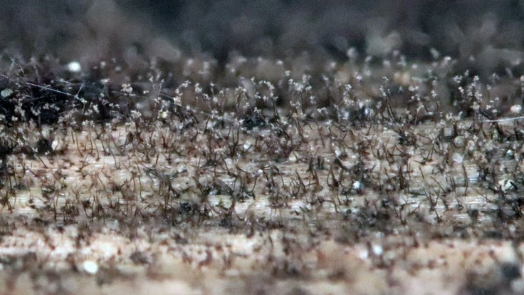 Pleurophragmium parvisporum