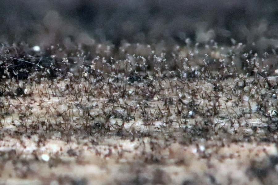 Pleurophragmium parvisporum