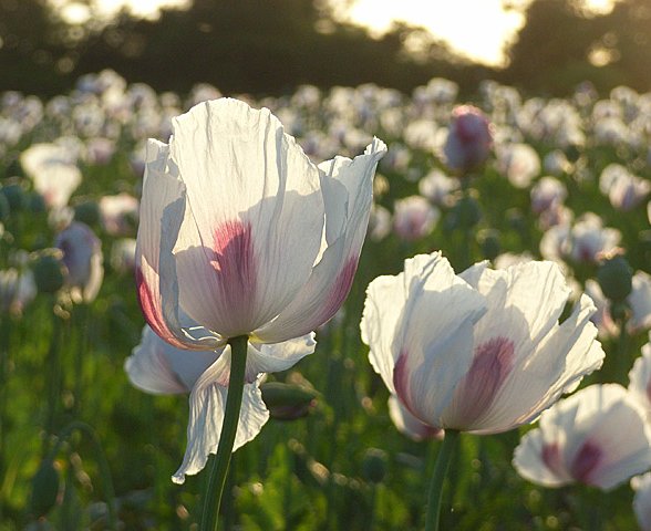 Opium_poppies,_Hampstead_Norreys_-_geograph.org.uk_-_876353