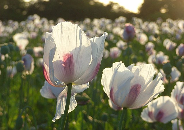 Opium_poppies,_Hampstead_Norreys_-_geograph.org.uk_-_876353