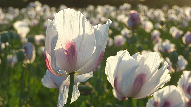 Opium_poppies,_Hampstead_Norreys_-_geograph.org.uk_-_876353