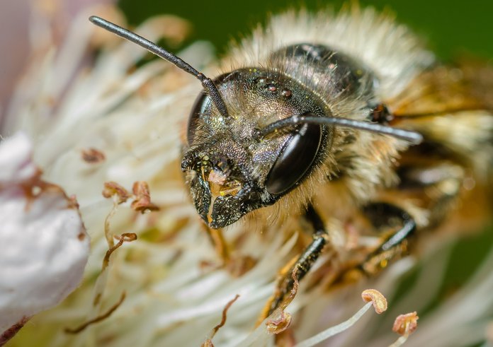 Osmia_bicornis-pjt3