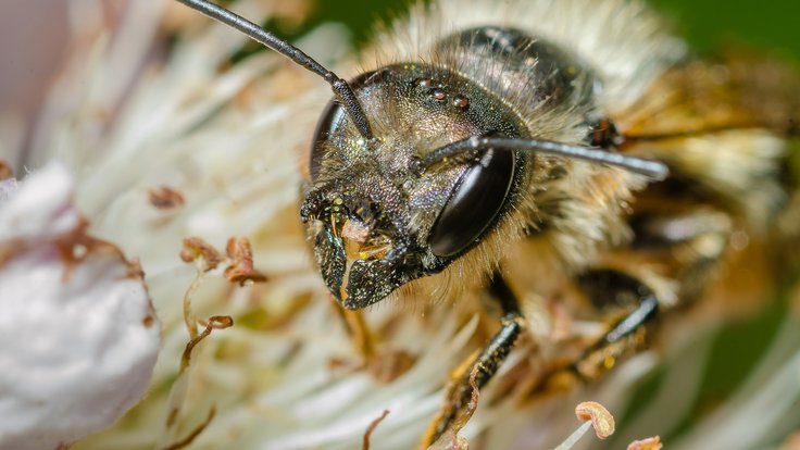 Osmia_bicornis-pjt3