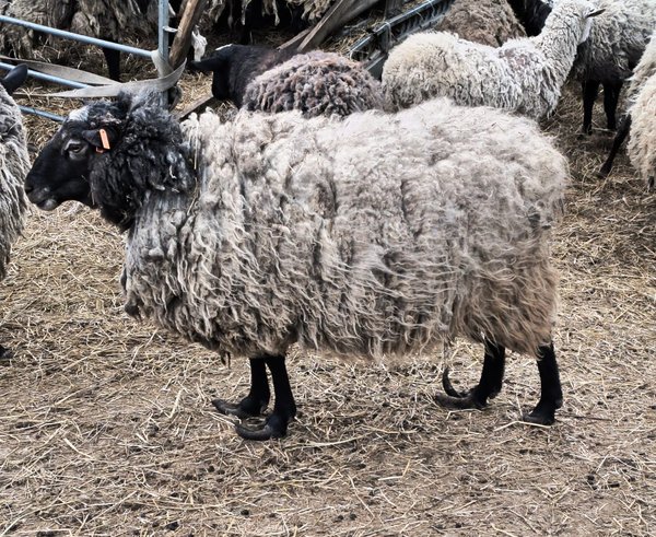 Případ týrání ovcí na Olomoucku, na fotce ovce s přerostlými paznehty.