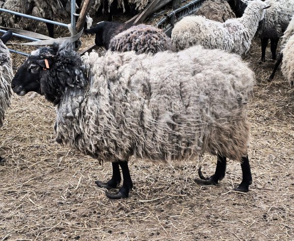 Případ týrání ovcí na Olomoucku, na fotce ovce s přerostlými paznehty.