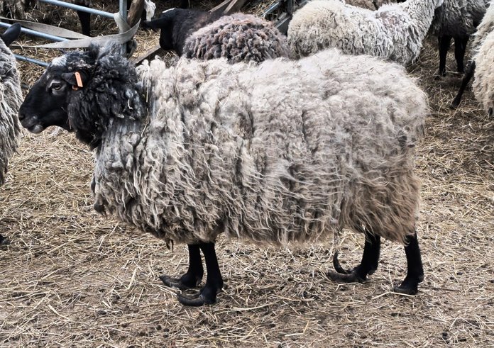 Případ týrání ovcí na Olomoucku, na fotce ovce s přerostlými paznehty.