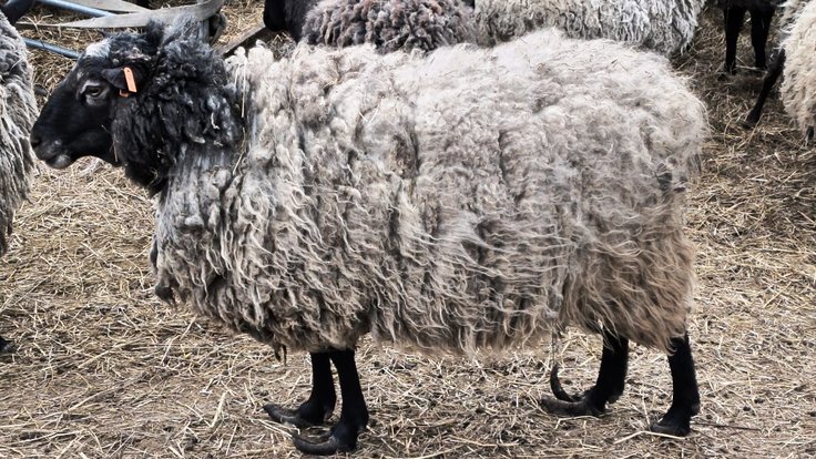 Případ týrání ovcí na Olomoucku, na fotce ovce s přerostlými paznehty.