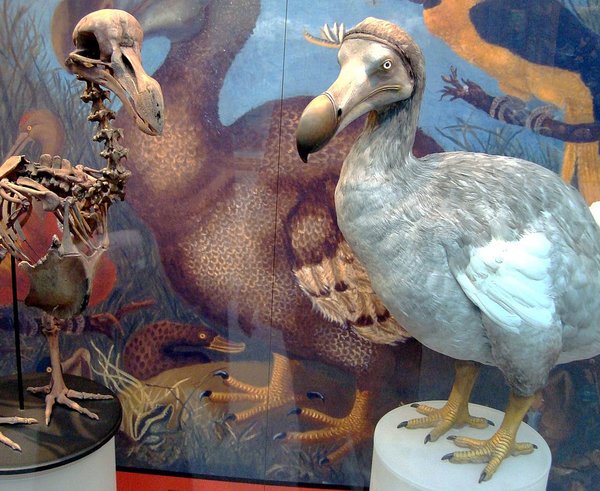 Oxford_Dodo_display