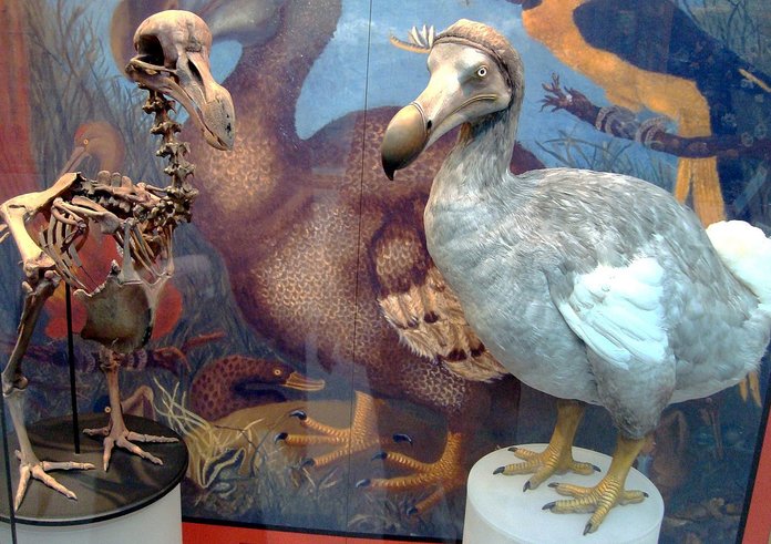 Oxford_Dodo_display