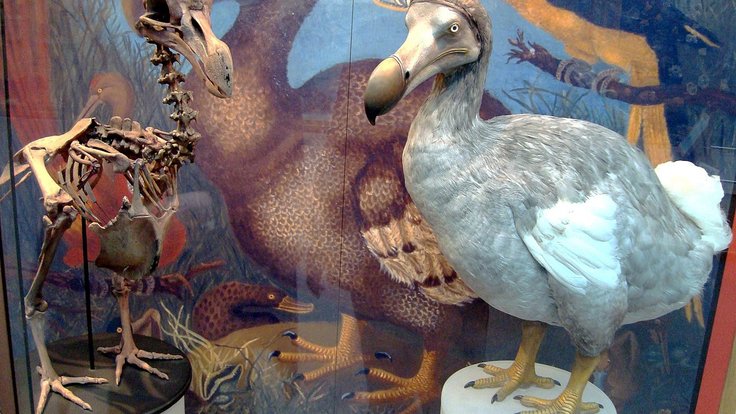 Oxford_Dodo_display