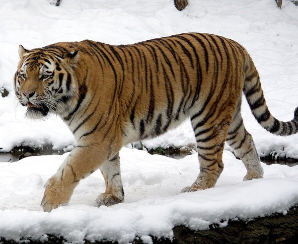 P.t.altaica_Tomak_Male