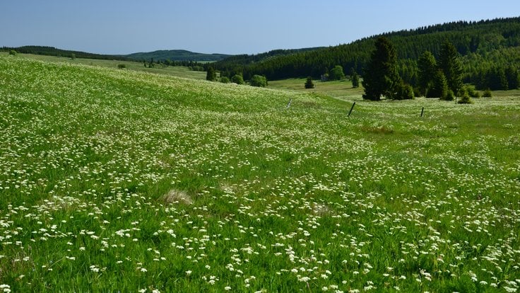 horská louka