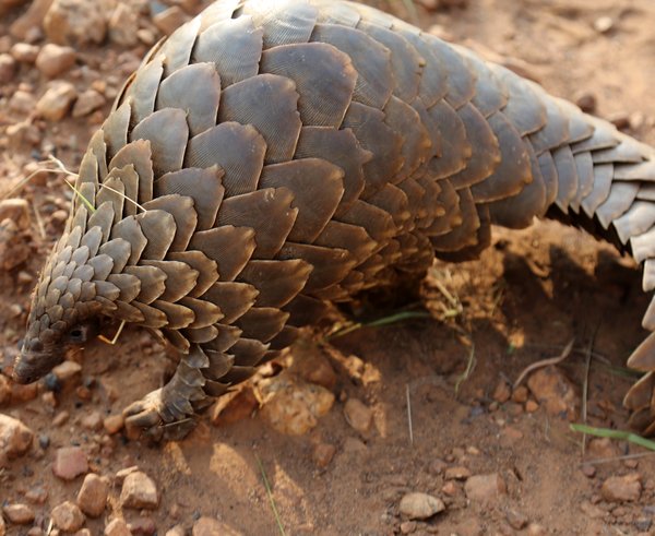 Pangolin_(51837575293)