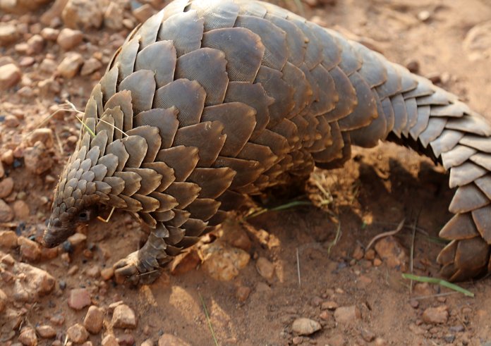 Pangolin_(51837575293)