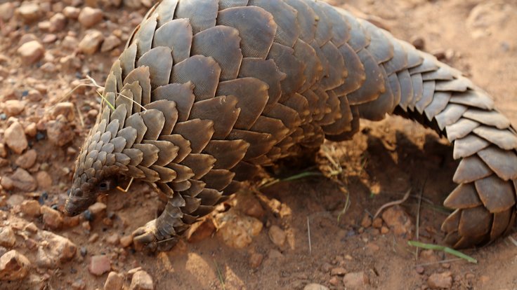 Pangolin_(51837575293)