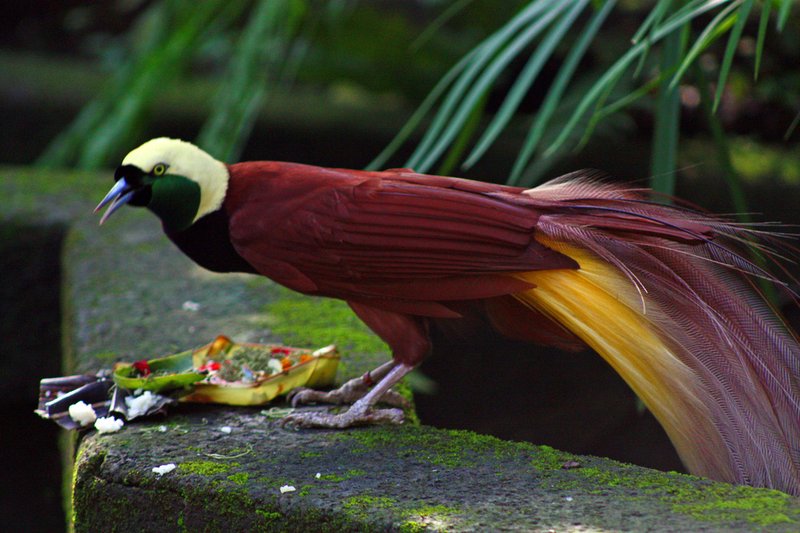 Paradisaea_apoda_-Bali_Bird_Park-6