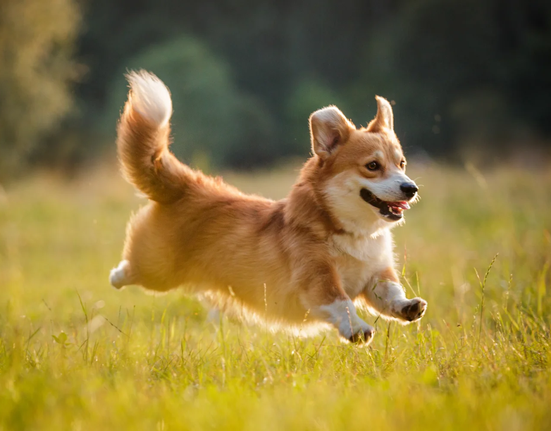 Pembroke Welsh Corgi yoggies.cz.webp