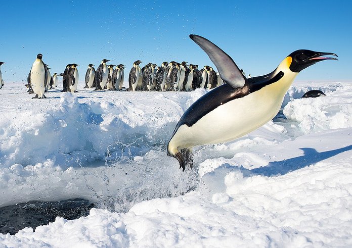 Tučňáky v Antarktidě ohrožuje ptačí chřipka.
