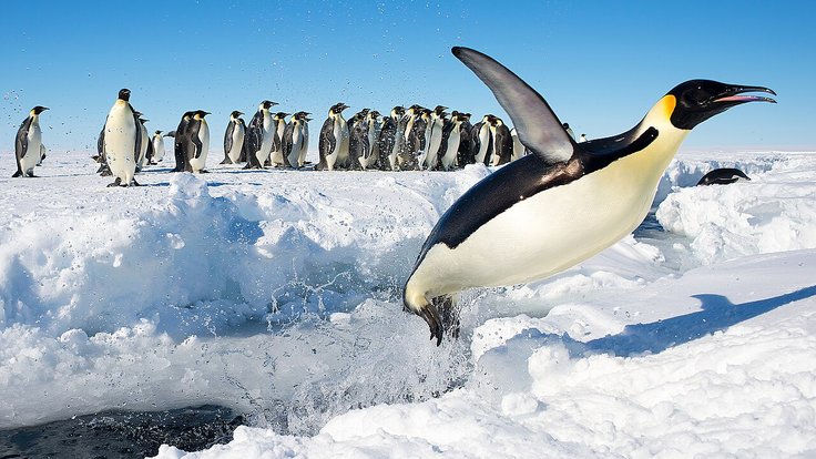 Tučňáky v Antarktidě ohrožuje ptačí chřipka.