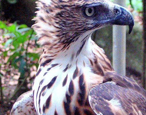 Philippine_Hawk-eagle
