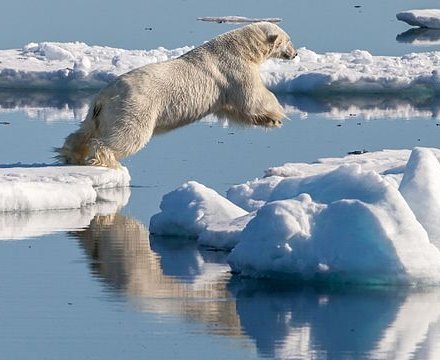 Polar_bear_(Ursus_maritimus)_in_the_drift_ice_region_north_of_Svalbard