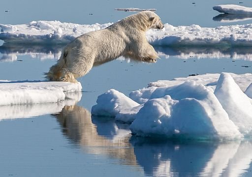 Polar_bear_(Ursus_maritimus)_in_the_drift_ice_region_north_of_Svalbard
