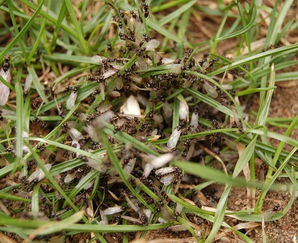 Princes_fourmis_Lasius