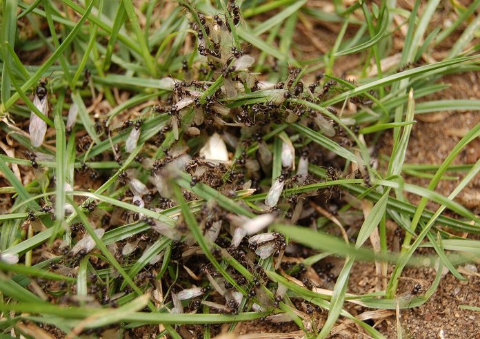Princes_fourmis_Lasius