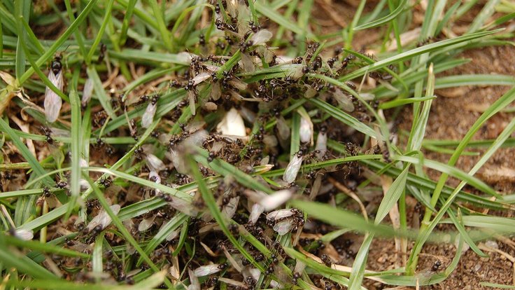 Princes_fourmis_Lasius