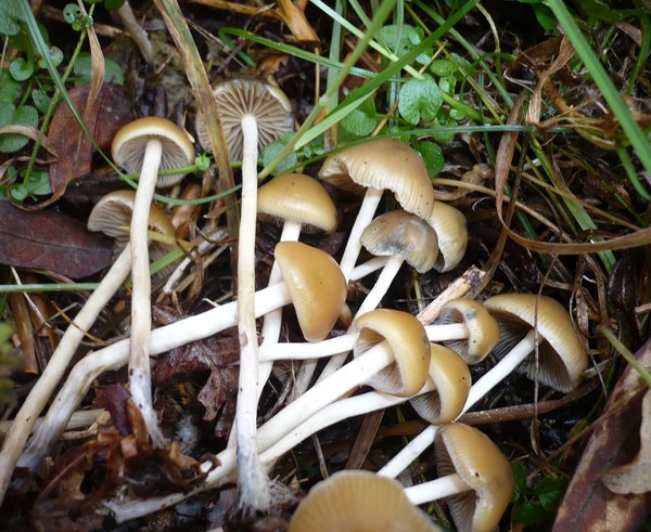 Psilocybe.bohemica.gkoller