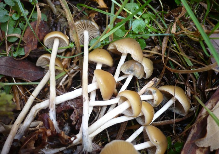 Psilocybe.bohemica.gkoller