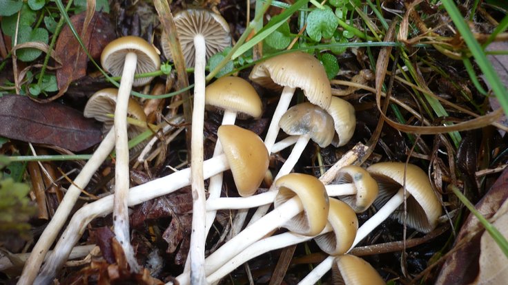 Psilocybe.bohemica.gkoller