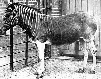 Quagga_photo