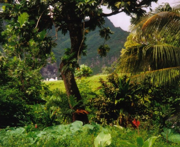 Rainforest_Fatu_Hiva