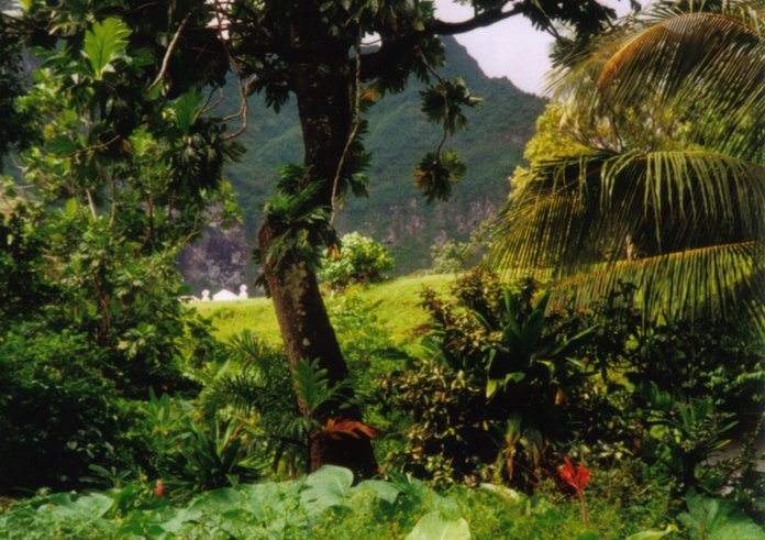 Rainforest_Fatu_Hiva