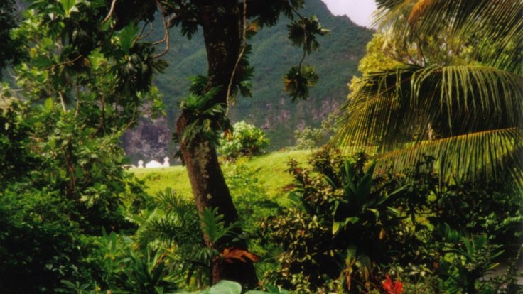 Rainforest_Fatu_Hiva