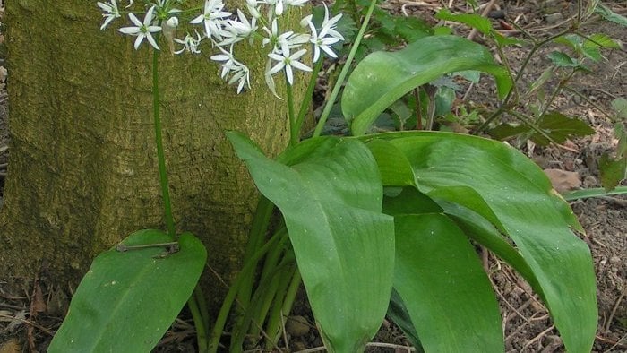 Ramsons_700