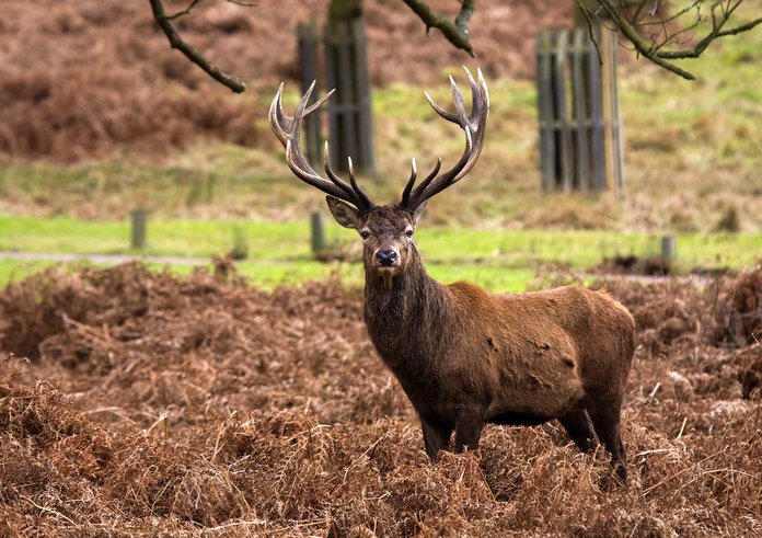 Red_Deer_Stag