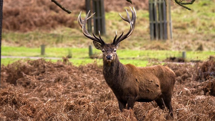 Red_Deer_Stag