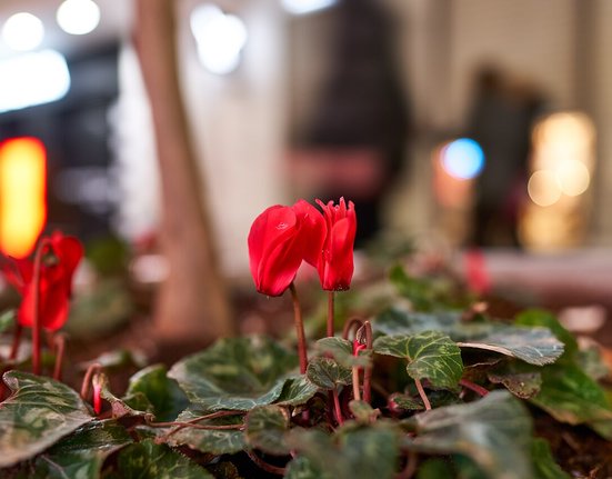 Red_cyclamens_on_Ermou_Street