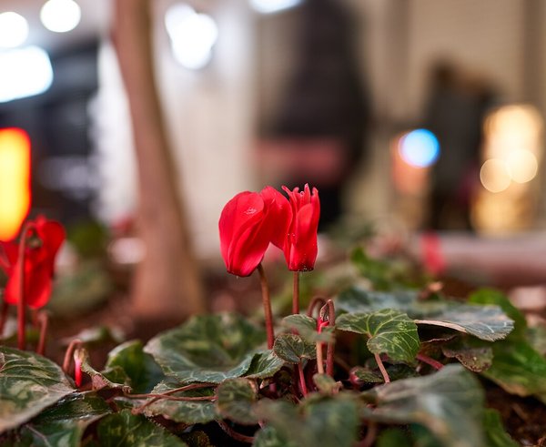 Red_cyclamens_on_Ermou_Street