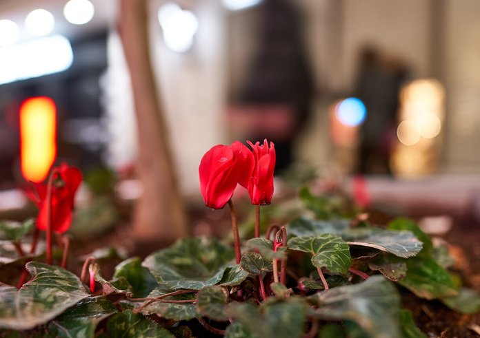 Red_cyclamens_on_Ermou_Street