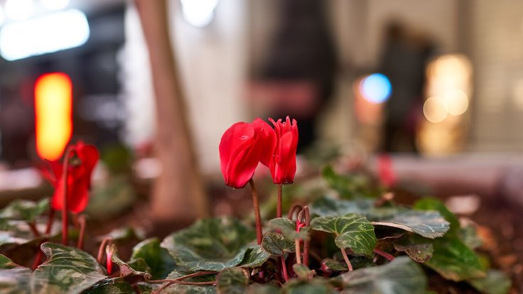 Red_cyclamens_on_Ermou_Street
