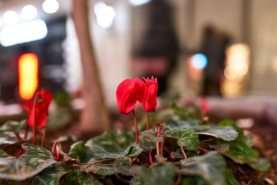 Red_cyclamens_on_Ermou_Street