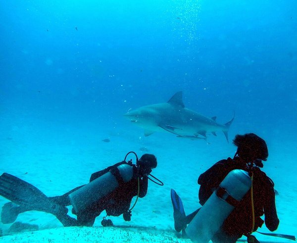 Requin_bouledogue_(Carcharhinus_leucas)_(Ifremer_00813-92510_-_53591)