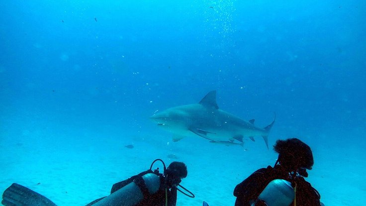 Requin_bouledogue_(Carcharhinus_leucas)_(Ifremer_00813-92510_-_53591)