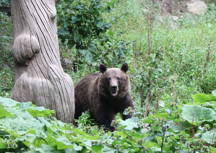 medvěd hnědý v Rumunsku