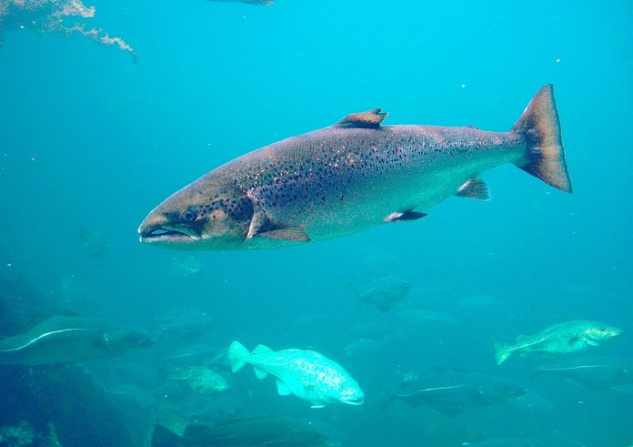 chinook-salmon-swiming-in-water-1152x864