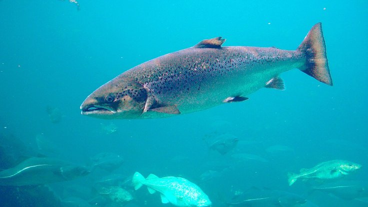 chinook-salmon-swiming-in-water-1152x864