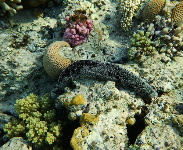 Seegurken_(Holothuroidea)_Морской_огурец._Rotes_Meer_in_Ägypten_DSCF4788WI
